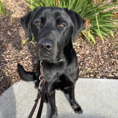 Poco is captured posing in front of green and orange foliage while out on a walk. He is looking directly at the camera with an inquisitive expression.