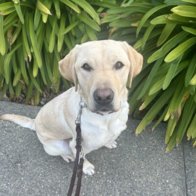 Arroyo poses in front of green foliage while out on a walk on campus. He is looking directly at the camera with an inquisitive expression.