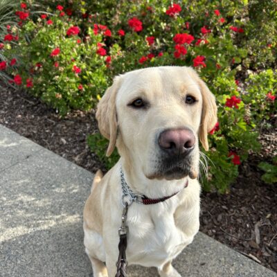 Bramble poses in front of red flowers while out on a campus walk. He is looking at the camera with a content expression.