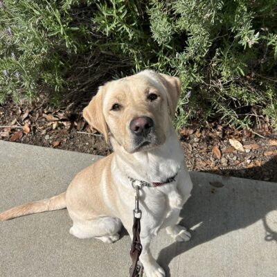 Avila poses in front of green foliage while out on a campus walk. She is looking up at the camera with an inquisitive expression.