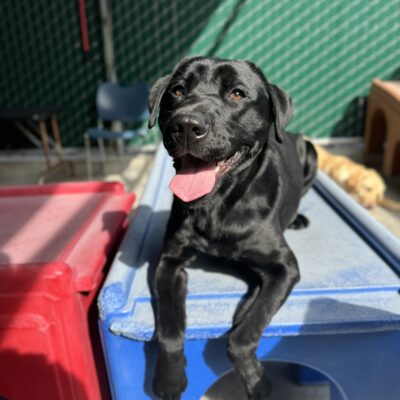Hayes lays down while looking at the camera with his tongue out. He is laying on a blue play structure in Community Run.