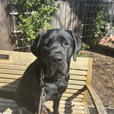 Glaze sits on a wooden bench on campus. Behind him are two wooden trellis’ situated against a wooden fence. There are green vines growing up each trellis. Glaze looks ahead at the camera with a stoic expression.