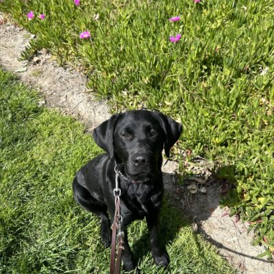 Joya sits on green grass with green foliage and a few purple flowers behind her. She is looking directly at the camera with a relaxed expression.