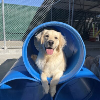 Granger is pictured in our community run area on campus, he is lying down in a large blue tubular play structure.