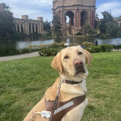 Amira is sitting in a grass field while wearing her harness. In the background is pictured the Palace of Fine Arts in San Francisco.