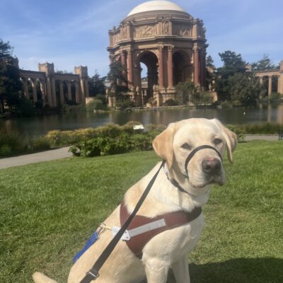 Adrian is sitting in a grass field while wearing his harness. In the background is pictured the Palace of Fine Arts in San Francisco.