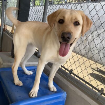 Female yellow lab "Milan" is seen standing on top of a blue play structure outside on a sunny day. She is looking towards the camera with a giant smile on her face, tail mid-wag.