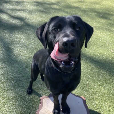 Pascal, a male black Labrador, stands on a faux tree stump in the grassy area. He is standing his front paws on the tree stump and has his tongue licking his lips.