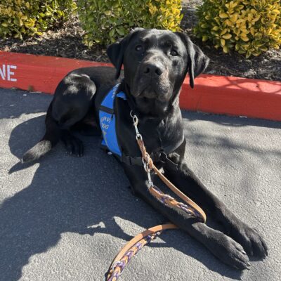 Black lab Steve is laying down outside by the NICST building wearing his blue service dog jacket.