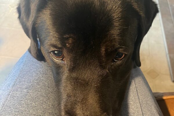 Black lab Norway doing a chin rest behavior on his handler's lap.