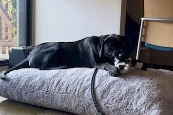 Norris is laying indoors on a large grey dog bed (several inches thick) playing with a black and white soft toy. Behind him is a window shining sunlight on him and he has a short teal and black drag line attached to his collar.