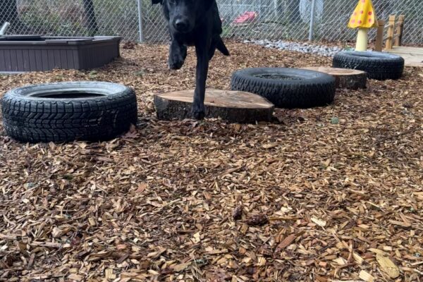 Theron is playing in one of our play yards on the Oregon campus. He is mid air jumping over a stump as he runs toward the camera.