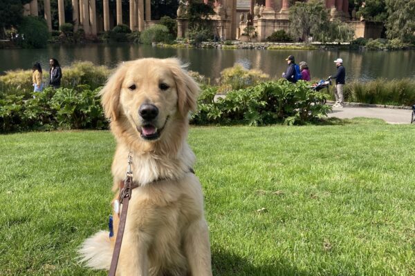 Rupert sits in harness in front of the Palace of Fine Arts.