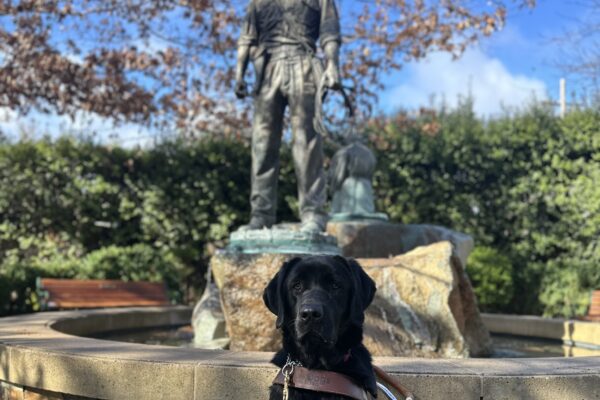 Rigel in harness, sitting in front of a statue of Indiana Jones.