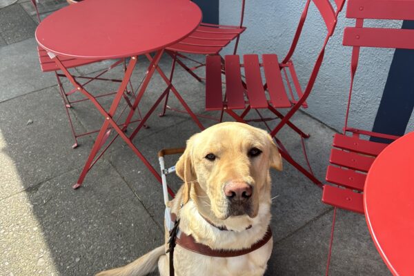 Sycamore is sitting in front of a red café table and chairs. He is wearing a guide dog harness and looking up at the camera.