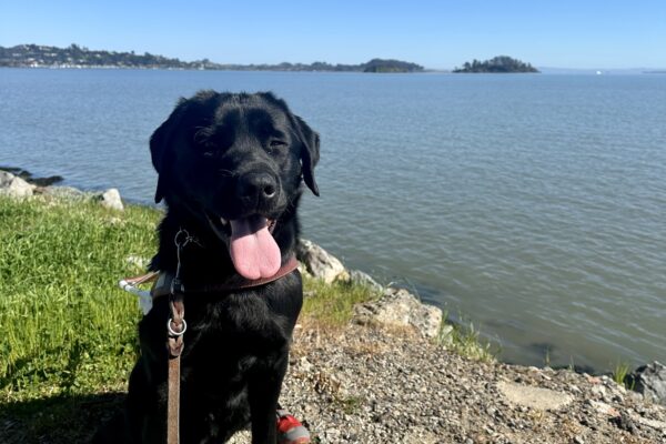 Goalie is sitting on dirt in his guide dog harness in front of the blue Bay, with hills and a blue sky behind him. He’s wearing four booties – two green ones on his front paws, and two red ones on his back paws. He’s squinting his eyes as he smiles with his tongue out.