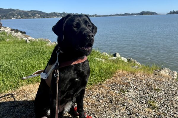 Perdita is sitting on dirt in her guide dog harness in front of the blue Bay, with hills and a blue sky behind her, wearing four red booties on her paws. She’s looking to the right of the camera, with her mouth slightly open, about to yawn.