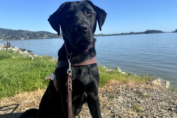 Bilbo is sitting on dirt in his guide dog harness in front of the blue Bay, with hills and a blue sky behind him. He’s wearing four booties – two blue ones on his front paws, and two green ones on his back paws. He’s looking right at the camera.