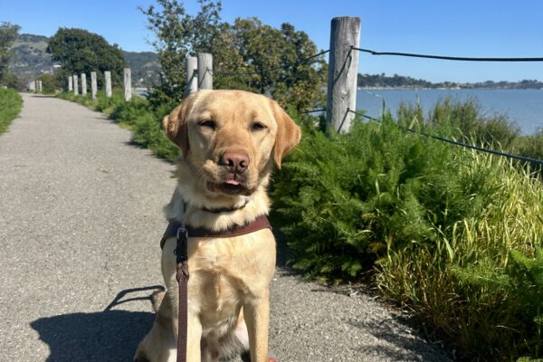 Fisher is sitting in his guide dog harness on a concrete path. Green foliage lines the path, with the blue Bay and sky behind him. He’s wearing four booties, green ones on his front paws and red ones on his back paws, and the tip of his tongue is sticking out of his mouth.