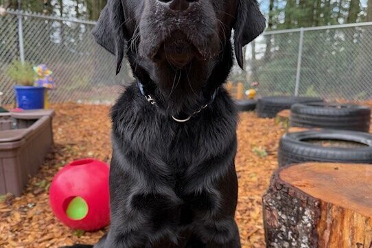 Black lab "Lace" is sitting in the sensory garden, looking directly at the camera. Rubber tires, a jolly ball, and tree stumps can be seen off to the side.