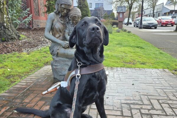Dolce is in downtown Gresham. She’s sitting in front of a statue. She’s wearing her harness.
