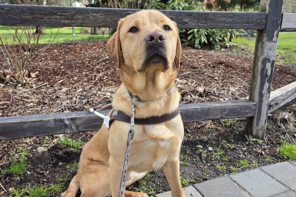 Eggnog is in a park in Gresham. He’s sitting in front of a wooden fence and a tree. He’s wearing his harness.