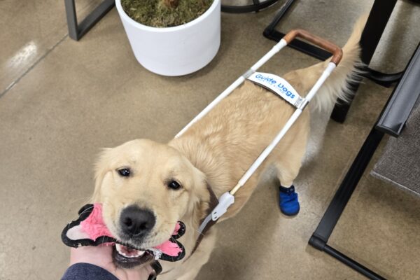 Kate is in a grocery store. She’s wearing her harness and her back booties. She has a pig stuffie in her mouth.