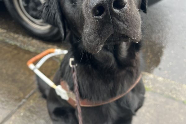 Trilby, a male black lab and golden retriever cross, is sitting in front of the blue guide dogs training van, wearing his guide dog harness. His fur is slightly damp due to the rainy Oregon weather. He looks focused and attentive, as if ready to take on the next step in his training.