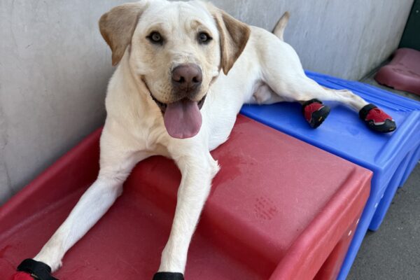Bosch lays on a set of red play stairs in the community run area. He is wearing red dog booties on all of his feet and his mouth is agape with his tongue hanging out. He is tired after running around and playing in his dog booties with his friends.