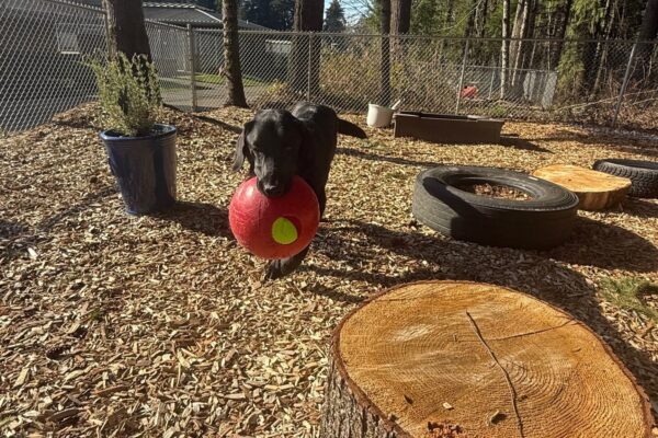 Ryan runs around in one of our sensory gardens on the Oregon campus. He is carrying a red Jolly Ball, one of his favorite toys, as he runs toward the camera. There are stumps, tires, plants, and a sandbox scattered in the background for the dogs to interact with.