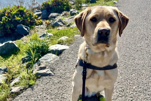 Churro sits in harness on a paved trail by the water wearing all four boots. It is a sunny day and Churro is looking at the camera with his mouth closed.