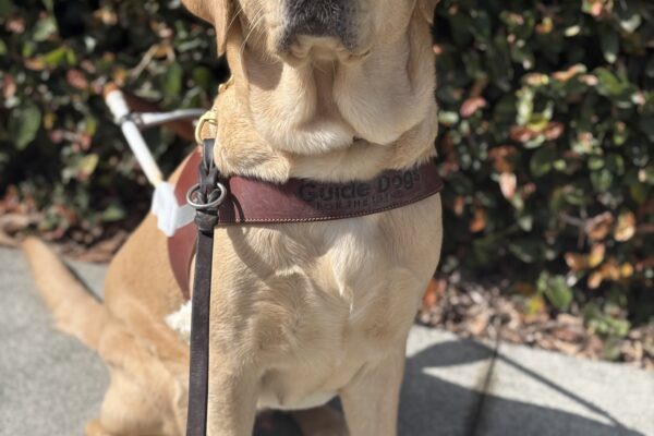 Gail sits in harness in front of a wall covered in ivy. It is a sunny day and she is looking at the camera with her mouth closed.
