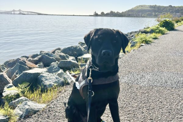 Hemingway sits in harness on a paved trail by the water wearing all four boots. It is a sunny day and he is looking at the camera with his mouth closed.