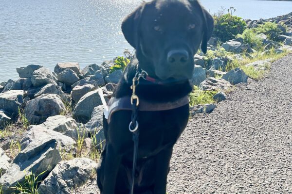 Missoula sits in harness on a paved trail by the water wearing all four boots. It is a sunny day and he is looking at the camera with his mouth closed.