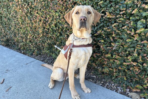 Blue is sitting in harness looking proudly towards the camera person. There is an ivy wall in the background.