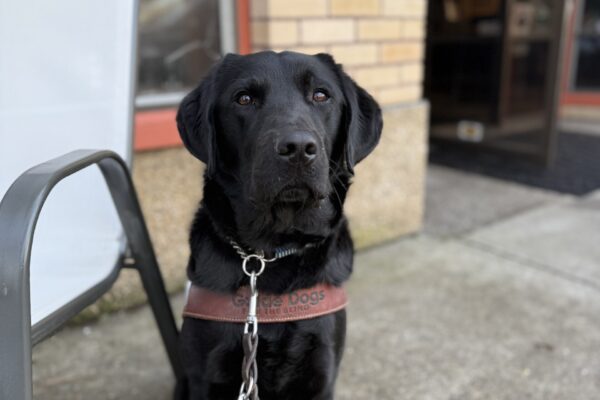 Tofino sits outside a coffee shop in his guide dog harness. He is attentively looking at his handler as he waits for a kibble.