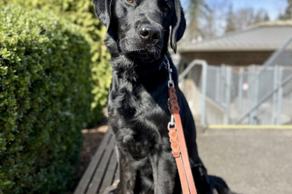 Black lab 'Poseidon' sits on a bench in the sunlight. His head is tilted as he looks at the camera. On his left is a green bush and there are trees and a blue sky behind him. He has a brown leather leash on.