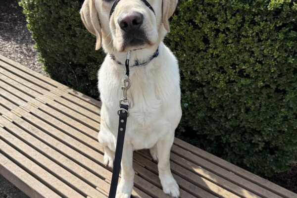 Yellow lab, Ragnar, sits politely atop a wooden bench. He gazes into the camera with his head slightly tilted. He is wearing his blue collar and his black head collar. Behind him is a large green bush.