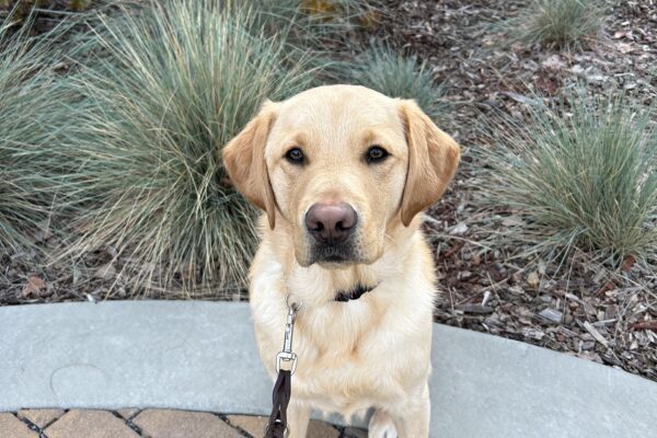 Elwood poses in front of green and orange foliage while out on a walk. He is looking inquisitively at the camera.