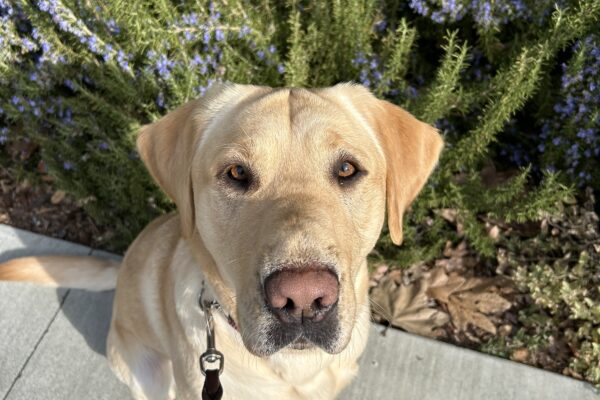 Bolt poses in front of green foliage with purple flowers while out on a walk on campus. He is looking up at the camera with an inquisitive expression.