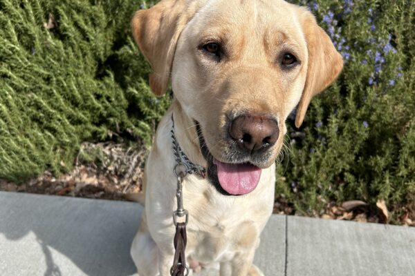 Bodega poses in front of green foliage and purple flowers while out on a walk on campus. She is looking slightly to the side of the camera with an inquisitive expression.