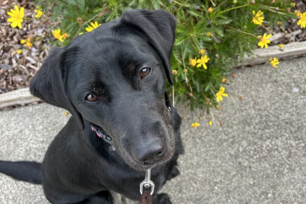 Tori poses for a photo in front of green foliage and bright yellow flowers. She is looking up at the camera with an inquisitive expression.