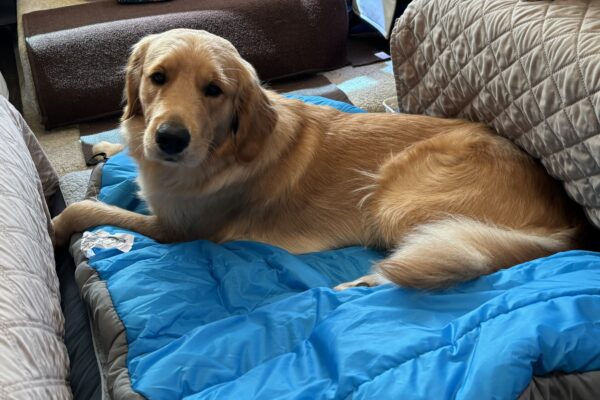 Button lies on a blue dog bed looking contentedly at the camera.