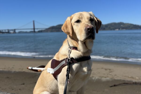 Stanley sits in harness looking slightly away from the camera. Behind him is the San Francisco Bay and the Golden Gate Bridge. It is a bright blue sunny day.