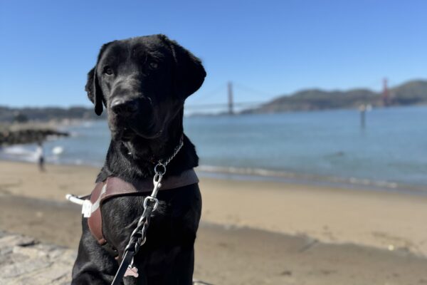 Howdy sits in harness looking slightly away from the camera. Behind him is the San Francisco Bay and the Golden Gate Bridge. It is a bright blue sunny day.