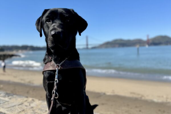 Hayes sits in harness looking slightly away from the camera. Behind him is the San Francisco Bay and the Golden Gate Bridge. It is a bright blue sunny day.