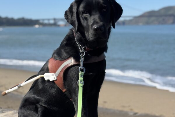 Photo is of black lab Topper sitting in harness on a rock ledge with a sandy beach, the water of the bay, and the Golden Gate Bridge in the distance behind him