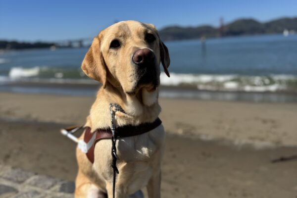 Photo is of yellow lab Sheldon sitting in harness and looking to the right of the camera as his sits on a stone ledge with a sandy beach, the water of the bay, and the Golden Gate Bridge in the distance behind him