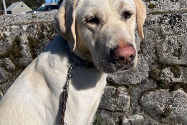 Vonny (Yellow Labrador Retriever, Male) is pictured sitting in front of a gray rock wall with some low growing green plants at it’s base. Behind him is a deep blue sky, a few winter trees and the roof tops of several houses in the distance.