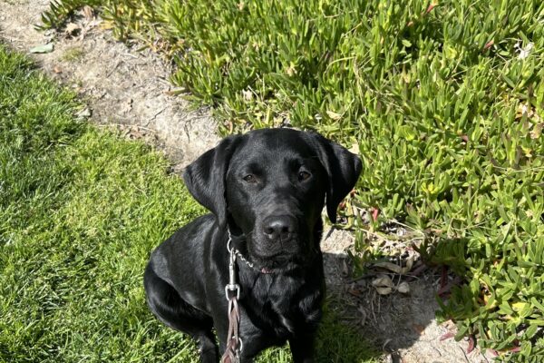 Joya sits on green grass with green foliage and a few purple flowers behind her. She is looking directly at the camera with a relaxed expression.